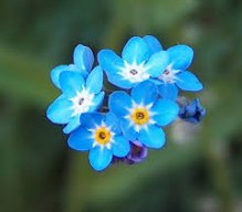 forget-me-not-7