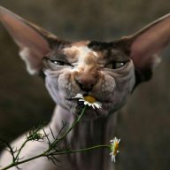 Екатерина1501