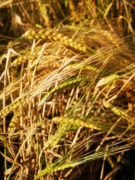 ЛияКарева86