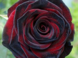 Black rose