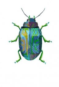 Scarab beetle