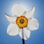 Narсissus