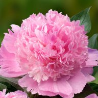 Paeonia