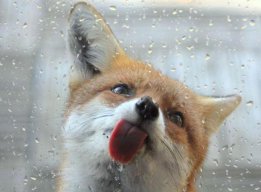 marmeladefox