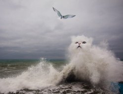 Водяная кошка