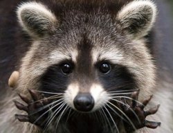 CuteRaccoon