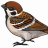 sparrow