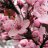 Prunus